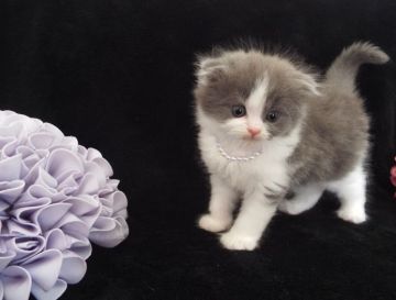 スコティッシュフォールド【岐阜県・男の子・2015年8月14日・ブルー&ホワイト（セミロング）】の写真「モフモフしていて、まん丸お顔がキュート」