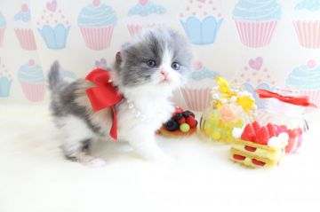 スコティッシュフォールド【岐阜県・女の子・2016年11月8日・ダイリュートキャリコ】の写真「モフモフの可愛い女の子」