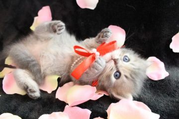 ラガマフィン【岐阜県・女の子・2016年10月10日・ブルータビー】の写真「胸キュンの♡可愛すぎちゃう(≧▽≦)ブルー姫」