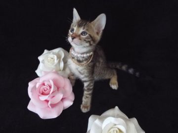 ベンガル【岐阜県・女の子・2015年6月12日・ブラウンスポットタビー】の写真「小さなヒョウみたいで、かっこいいです!(^^)!」