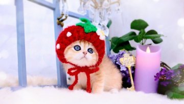 ブリティッシュショートヘア【岐阜県・女の子・2024年5月7日・ゴールデンティックドタビー(ゴールド)（ショートヘア）】の写真「シマシマ柄が可愛い｡:°🐿.シマリスちゃん」