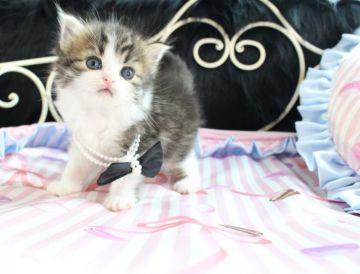 ラガマフィン【岐阜県・男の子・2016年11月11日・ブラウンマッカレルタビー&ホワイト】の写真「マフラーを巻いたような首元が、ゴージャスですね」