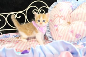 ラガマフィン【岐阜県・男の子・2016年8月30日・レッドマッカレルタビー&ホワイト】の写真「優しい毛色に、キラキラ瞳(*^▽^*)」