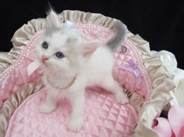 ラガマフィン【岐阜県・女の子・2015年7月1日・ブルークリーム&ホワイト】の写真「ほんわか優しいお顔」