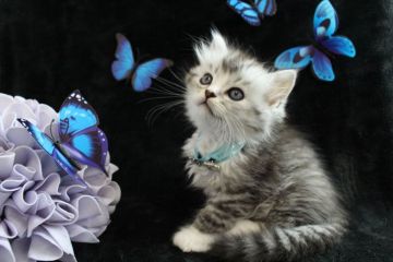 ラガマフィン【岐阜県・男の子・2016年10月2日・シルバーマッカレルタビー&ホワイト】の写真「イケメンの甘えん坊さん」