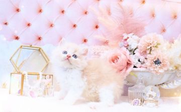 ラガマフィン【岐阜県・女の子・2021年8月15日・クリームマッカレルタビー&ホワイト】の写真「ロイヤルミルクティーの上品な毛色」