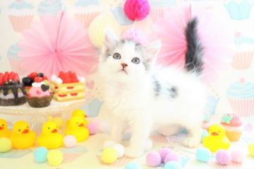 ラガマフィン【岐阜県・男の子・2017年9月7日・シルバーマッカレルタビー&ホワイト】の写真「最新動画写真チェック!(^^)!」
