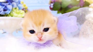 ブリティッシュショートヘア【岐阜県・男の子・2022年6月7日・チンチラゴールデン(ゴールド)（ショート）】の写真「華やかなゴールドに、大きな瞳ʕ๑•ɷ•๑ʔ♥」