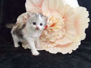 ラガマフィン【岐阜県・女の子・2016年9月21日・シルバーパッチドタビー&ホワイト】の写真「美人顔に、ふんわりした優しい雰囲気♡」