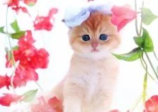 ブリティッシュショートヘア【岐阜県・男の子・2023年6月17日・シェーデッドゴールデン】の写真1「華やかなゴールド✨7/22撮影」