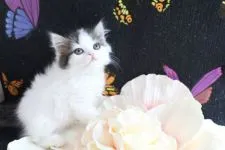 ラガマフィン【岐阜県・女の子・2016年9月25日・ブラウンタビー&ホワイト】の写真1「ほんわか(*´ω`*)ふんわりした雰囲気の、可愛い子です♡11/17撮影」