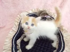 ラガマフィン【岐阜県・男の子・2015年12月6日・レッドタビー&ホワイト】の写真1「宝石のような綺麗な瞳(^^♪」