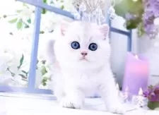 ブリティッシュショートヘア【岐阜県・男の子・2024年5月10日・ライラックシルバーチンチラ】の写真1「モコモコ꒰*˙꒳˙*꒱❤甘々の甘えんぼ✨」