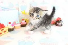 ラガマフィン【岐阜県・男の子・2017年2月26日・ブラウンマッカレルタビー&ホワイト】の写真2「靴下はいてる、可愛い足元(*^▽^*)」
