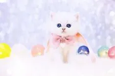 ブリティッシュショートヘア【岐阜県・女の子・2022年1月11日・シェルシルバーシェーデッド(シルバー)】の写真2「2/20撮影」