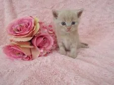 マンチカン【岐阜県・男の子・2015年1月1日・クリームタビー】の写真2「1/28撮影」