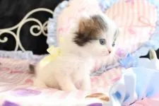 ラガマフィン【岐阜県・女の子・2016年9月25日・ブラウンタビー&ホワイト】の写真2「10/20撮影　ほんわりした雰囲気が魅力です　最新動画掲載中」