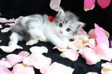 ラガマフィン【岐阜県・女の子・2016年11月10日・ブルーマッカレルタビー&ホワイト】の写真2「とっても上品で、高貴なブルー　美人顔が最高に魅力的」