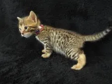 ベンガル【岐阜県・女の子・2015年2月7日・ブラウンスポットタビー(ロゼットありません)】の写真2「3/4撮影」