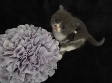 スコティッシュフォールド【岐阜県・男の子・2015年12月12日・ブルータビー&ホワイト】の写真2「12/31　撮影　すっごく性格可愛いんですよ～♡甘えん坊です」