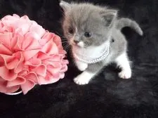 スコティッシュフォールド【岐阜県・男の子・2015年12月12日・ブルータビー&ホワイト】の写真2「12/31　撮影」