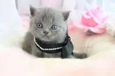 エキゾチックショートヘア【岐阜県・女の子・2017年8月30日・ブルー】の写真3
