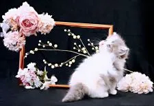 ラガマフィン【岐阜県・女の子・2022年1月1日・ダイリュートキャリコ】の写真3「美しい毛色してますよ」