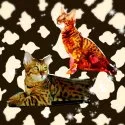 ベンガル【岐阜県・男の子・2014年10月1日・ブラウンスポットタビー】の写真3「写真上　ママ　　写真下　パパ」