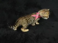 ベンガル【岐阜県・女の子・2015年2月7日・ブラウンスポットタビー(ロゼットありません)】の写真3