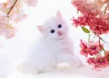 ラガマフィン【岐阜県・男の子・2024年2月1日・クリームマッカレルタビー&ホワイト】の写真3「ゴージャスでエレガントな雰囲気✨」