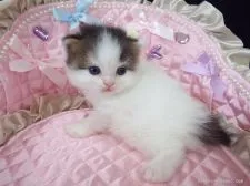 ラガマフィン【岐阜県・女の子・2015年6月17日・ブラウンタビー&ホワイト】の写真3「穏やかな性格で、マイペース」