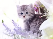ラガマフィン【岐阜県・男の子・2023年9月3日・シルバーマッカレルタビー】の写真3「美猫ちゃんに成長してくれますよ😸」