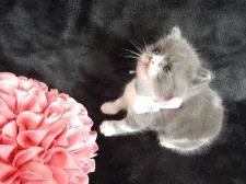 スコティッシュフォールド【岐阜県・男の子・2015年12月12日・ブルータビー&ホワイト】の写真4