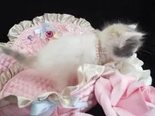 ラガマフィン【岐阜県・女の子・2015年7月1日・ブルークリーム&ホワイト】の写真4