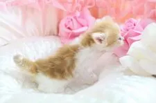 ラガマフィン【岐阜県・女の子・2017年9月24日・レッドタビー&ホワイト】の写真4「プックリ兄弟の中、たくましく育ってます!(^^)!」