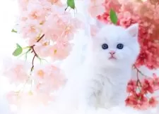 ラガマフィン【岐阜県・男の子・2024年2月1日・クリームマッカレルタビー&ホワイト】の写真4「ピンクのお鼻が可愛いね♥️」