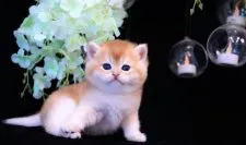 ブリティッシュショートヘア【岐阜県・男の子・2023年6月17日・チンチラゴールデン(ゴールド)】の写真4「まん丸(,,,・-・,,,)➳♥ｷｭﾝ7/17撮影」