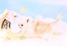 ラガマフィン【岐阜県・男の子・2022年3月12日・クリームマッカレルタビー】の写真5「淡く優しいミルクティー♪」