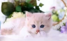 ラガマフィン【岐阜県・男の子・2024年3月11日・クリームマッカレルタビー&ホワイト】の写真5「寄り添って、甘える癒し系に、心和まされます(◦ˉ ˘ ˉ◦)❤」