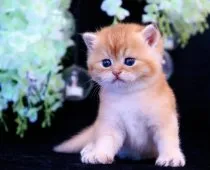 ブリティッシュショートヘア【岐阜県・男の子・2023年6月17日・シェーデッドゴールデン】の写真5「7/17撮影」