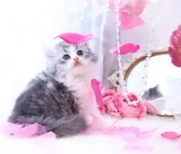 ラガマフィン【岐阜県・男の子・2024年1月4日・ブルーマッカレルタビー&ホワイト】の写真5「甘え上手のイケメン❤︎」