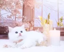 ラガマフィン【岐阜県・男の子・2024年2月1日・クリームマッカレルタビー&ホワイト】の写真5「✨甘えんぼくん🤗」