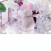 ブリティッシュショートヘア【岐阜県・女の子・2025年11月10日・ブルーゴールデン(ゴールド)】の写真10