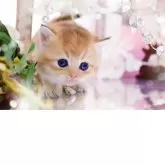 ブリティッシュショートヘア【岐阜県・男の子・2025年11月13日・シェーデッドゴールデン(ゴールド)】の写真10