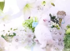 ラガマフィン【岐阜県・女の子・2025年3月2日・クリームマッカレルタビー&ホワイト】の写真10