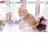 ブリティッシュロングヘア【岐阜県・女の子・2025年11月13日・シェーデッドゴールデン(ゴールド)】の写真10