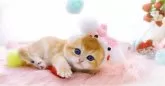 ブリティッシュショートヘア【岐阜県・女の子・2025年1月8日・チンチラゴールデン(ゴールド)】の写真7