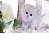 ブリティッシュショートヘア【岐阜県・女の子・2025年11月10日・ブルーゴールデン(ゴールド)】の写真12