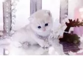 ブリティッシュショートヘア【岐阜県・女の子・2025年11月10日・ブルーゴールデン(ゴールド)】の写真13