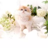 ブリティッシュロングヘア【岐阜県・女の子・2025年9月10日・シェーデッドゴールデン(ゴールド)】の写真3